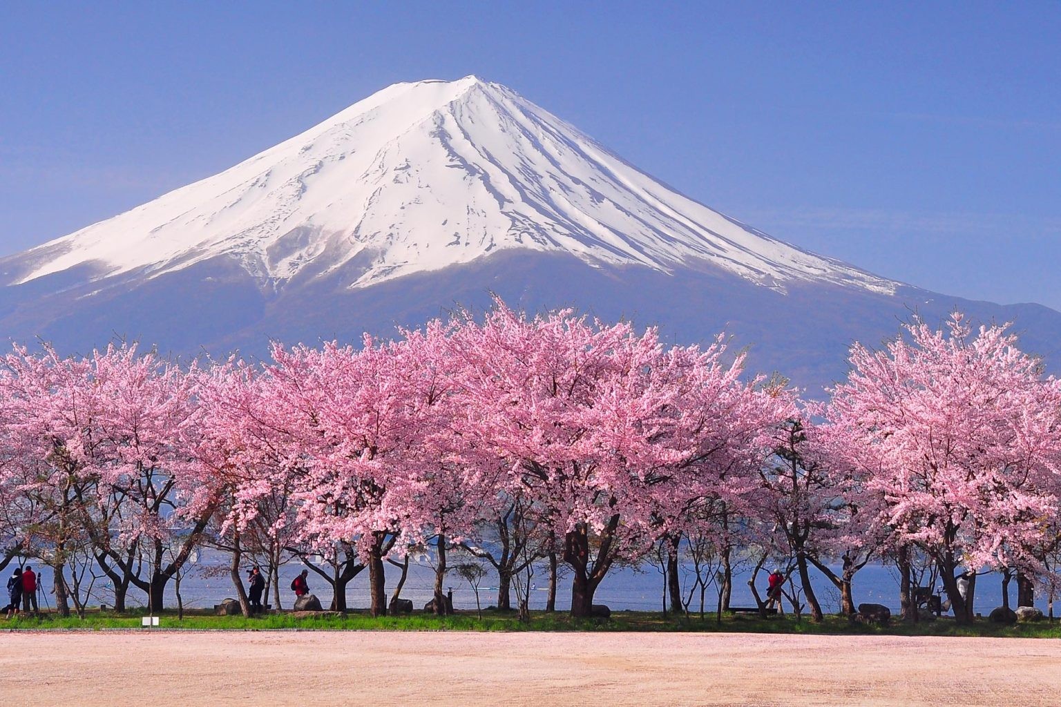 Pink Snow in the Spring: Sakura Season in Japan