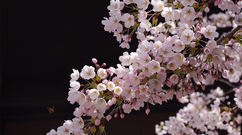 Sakura Season in Japan